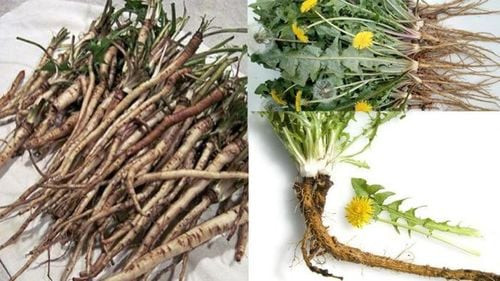Phần rễ và thân cây Bồ Công Anh được sơ chế, chuẩn bị dùng làm thuốc