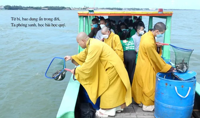 Đàn cá bơi lội trong môi trường nước tự nhiên sau khi được phóng sanh