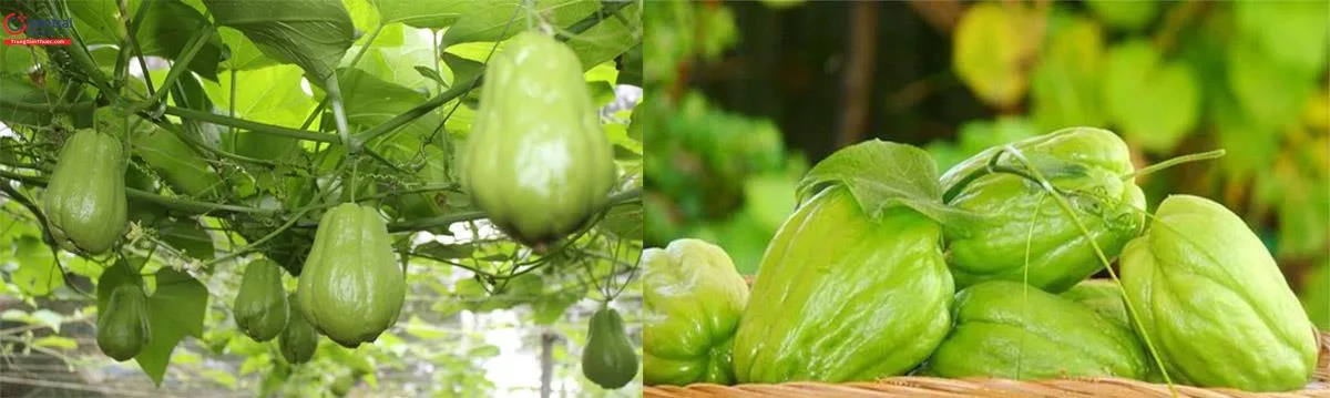 Su Su xanh tươi