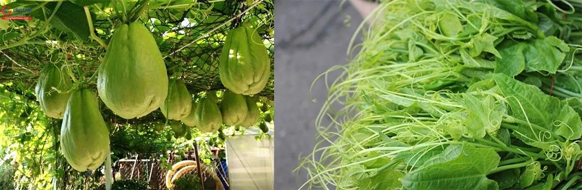 Su Su tươi