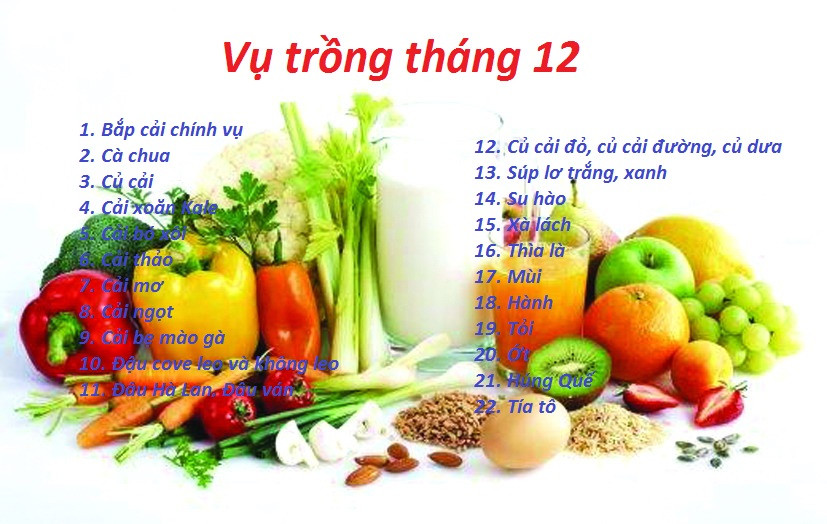 Rau cải xanh mướt được trồng trong chậu vào thời tiết mát mẻ ở miền Bắc