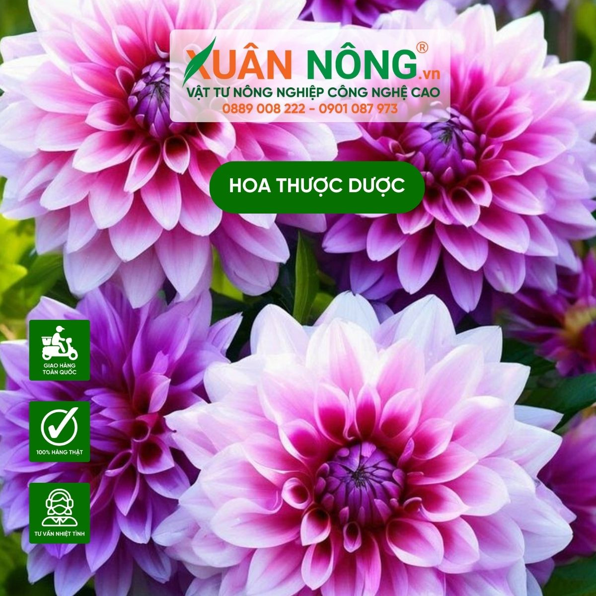 Bình hoa thược dược cắt cành màu đỏ thẫm và hồng